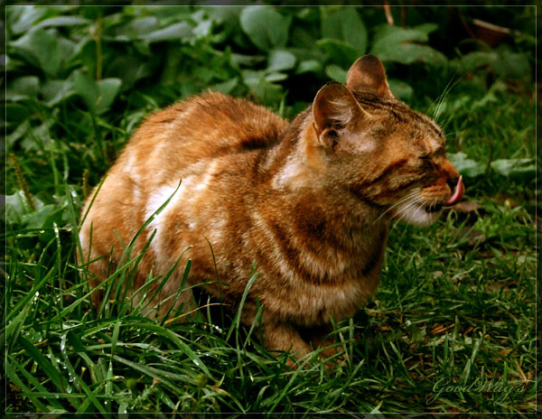Кот Баюн кошки