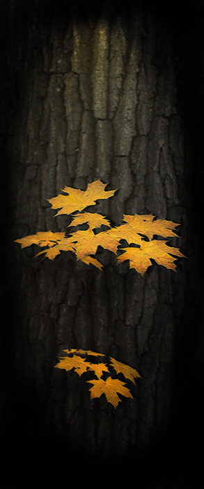 Горящий клен листва осень кора дерево клен