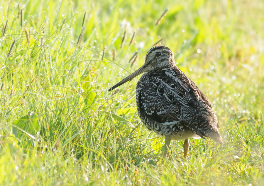 Роса Дупель, Great Snipe, Gallinago media, роса