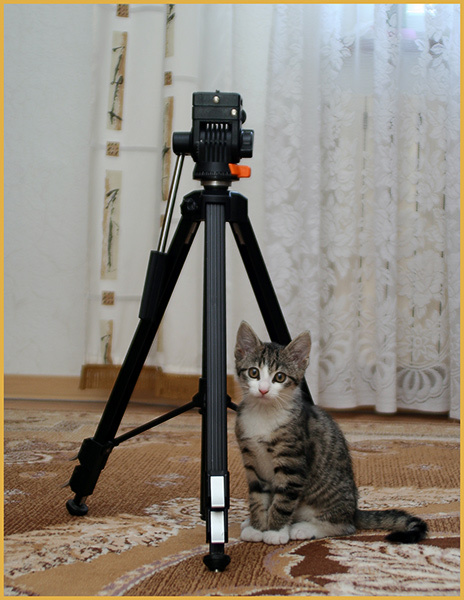 Фотосайт Фотосайт, Фотосайту и Фотосайтовцам