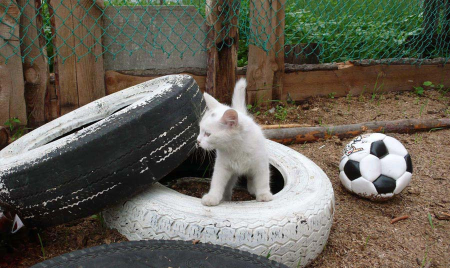 кто забил гол? =) кот