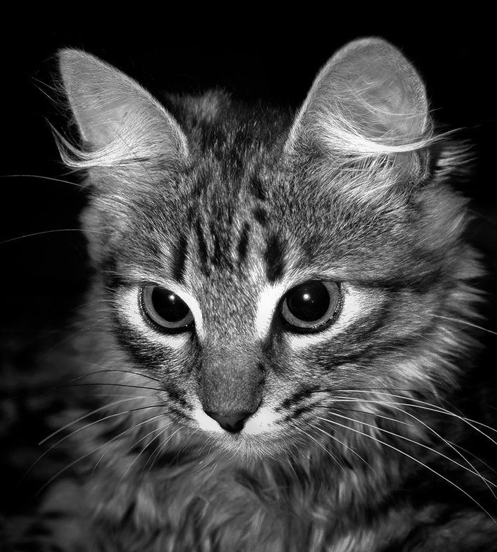 Дуська кошка глаза хищник любимец