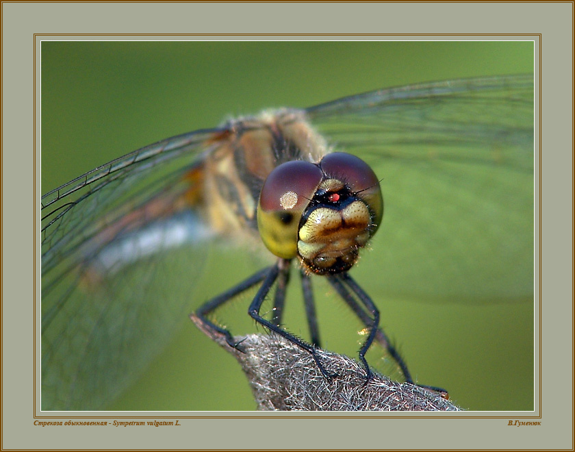 Стрекоза черная  - Sympetrum danae SULZER Стрекоза черная   Sympetrum danae