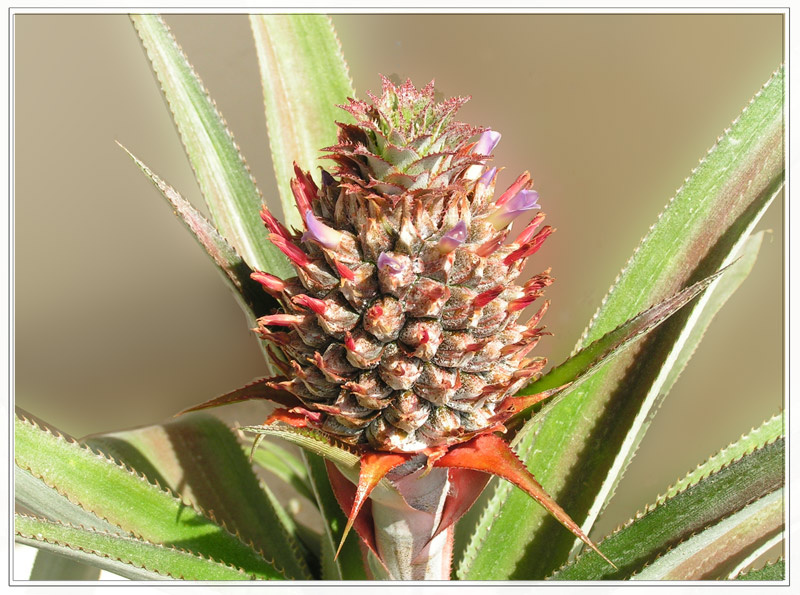 цветок ананаса ananas, balkon, solnce....