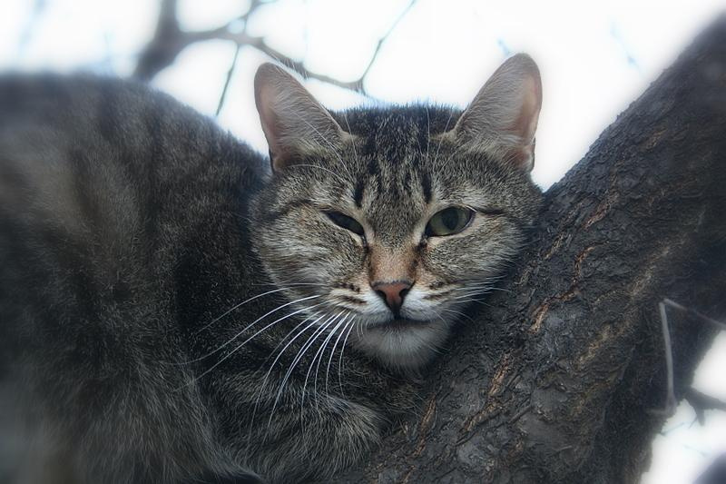 Кот Кот
