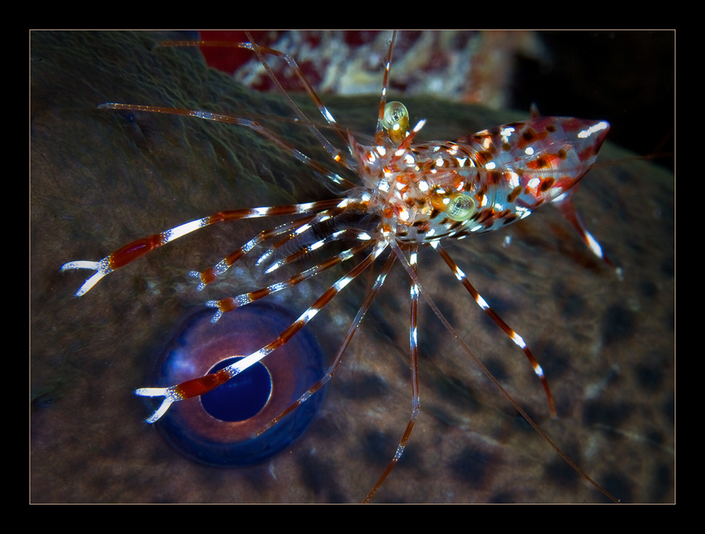 Глаза Мурена креветеа партнёр Murena partner shrimp макро