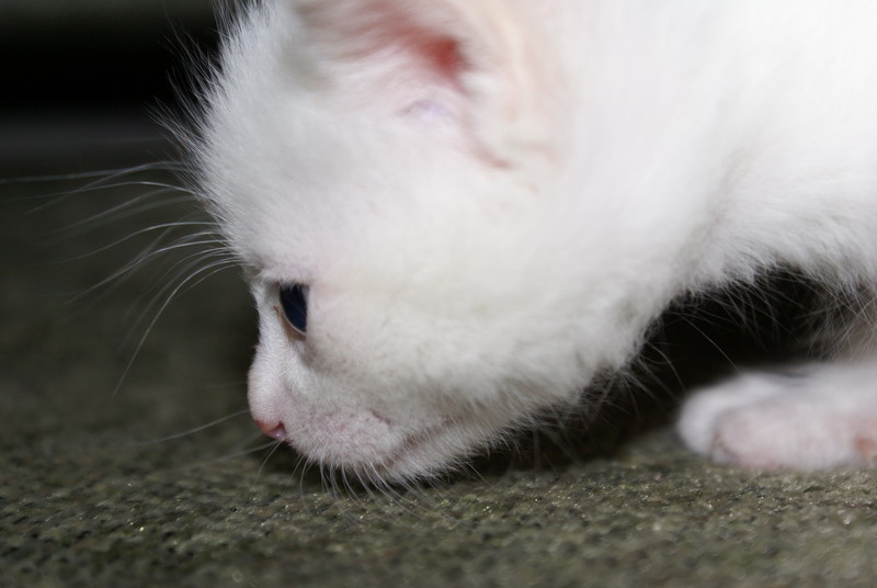 Нюхач! котенок, кошки