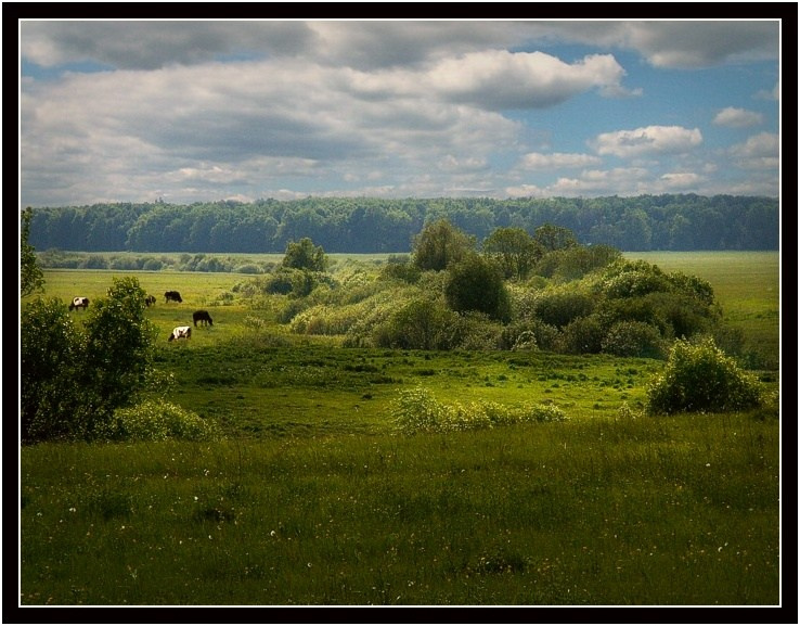 На лугу... 