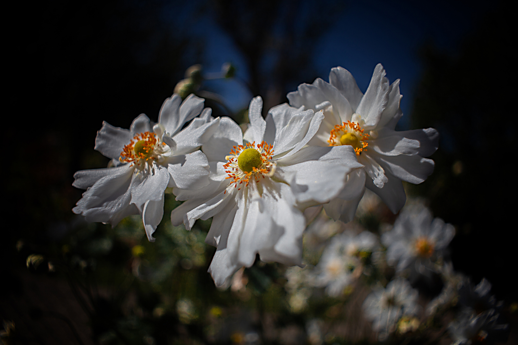 Anemone 
