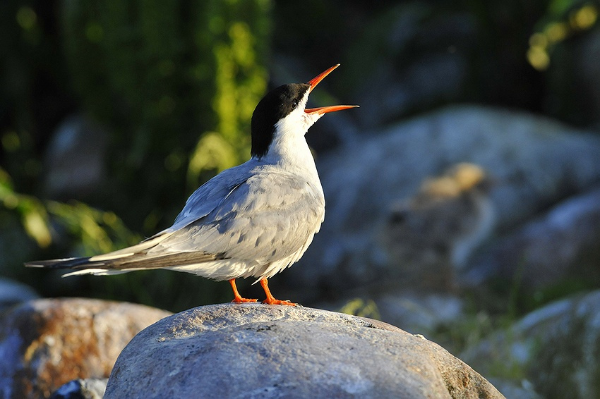 Крачка речная речная, крачка,  hirundo, камень Sterna, клюв, лапы, крылья хвост