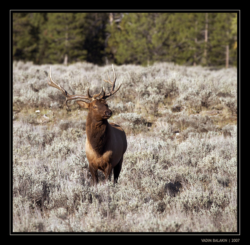 Bull elk. Yellowstone. elk Yellowstone.