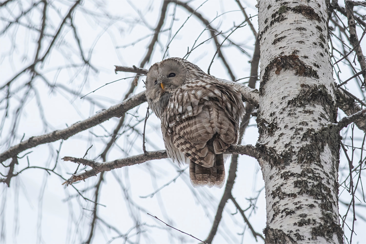 * Птица Сова Неясыть Длиннохвостая Strix uralensis Фотоохота Природа Южный Урал