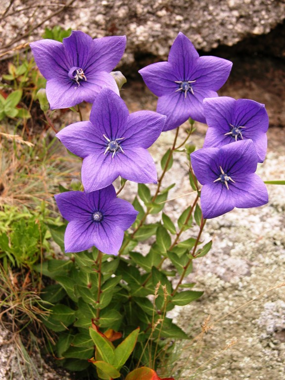 Wild flower flower stone