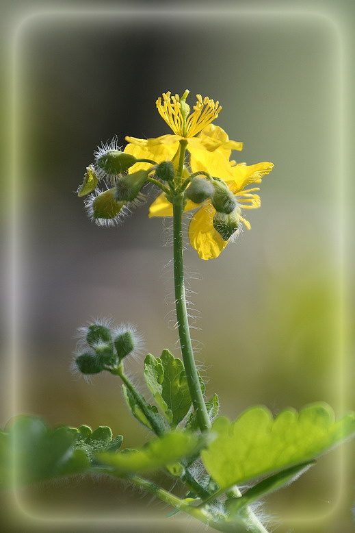Портрет :) цветок портрет