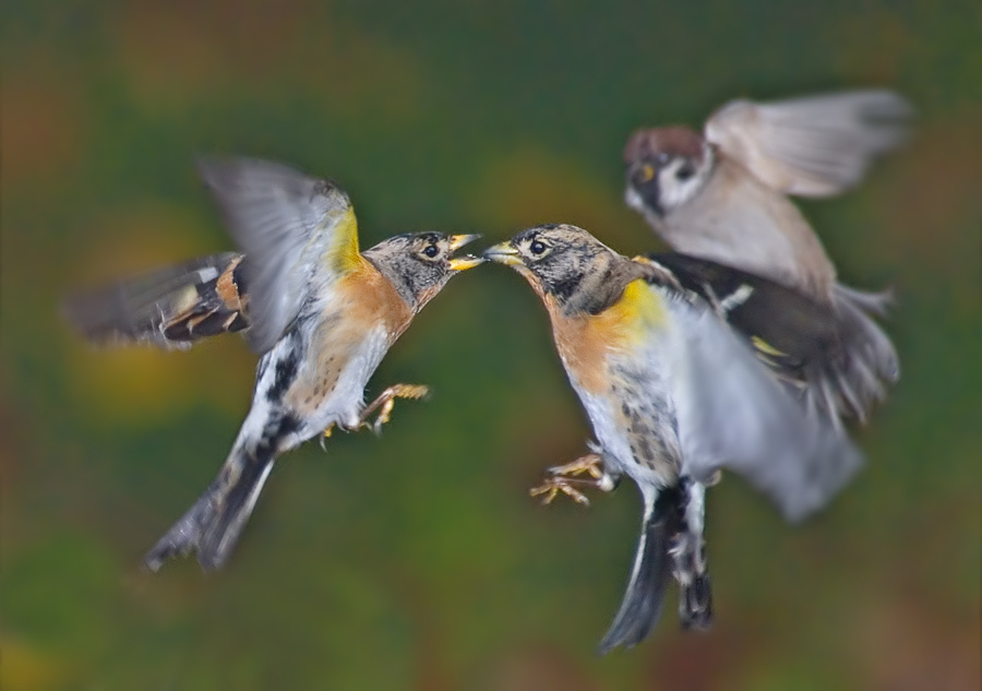 Свидетель Юрок, Brambling, Fringilla montifringilla, свидетель