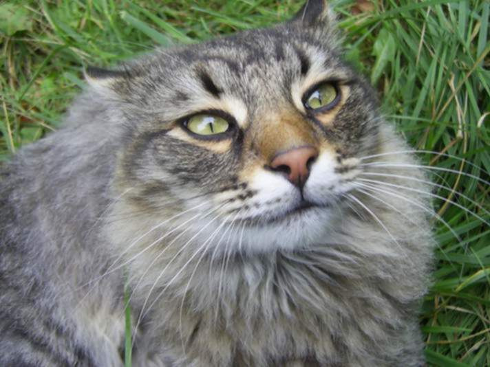 котяра 