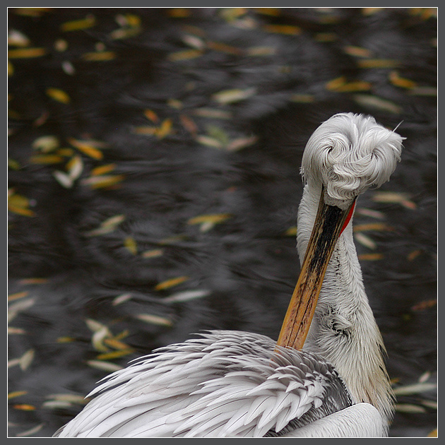 И листьев красота ни к чему... кудрявый пеликан Pelecanus crispus
