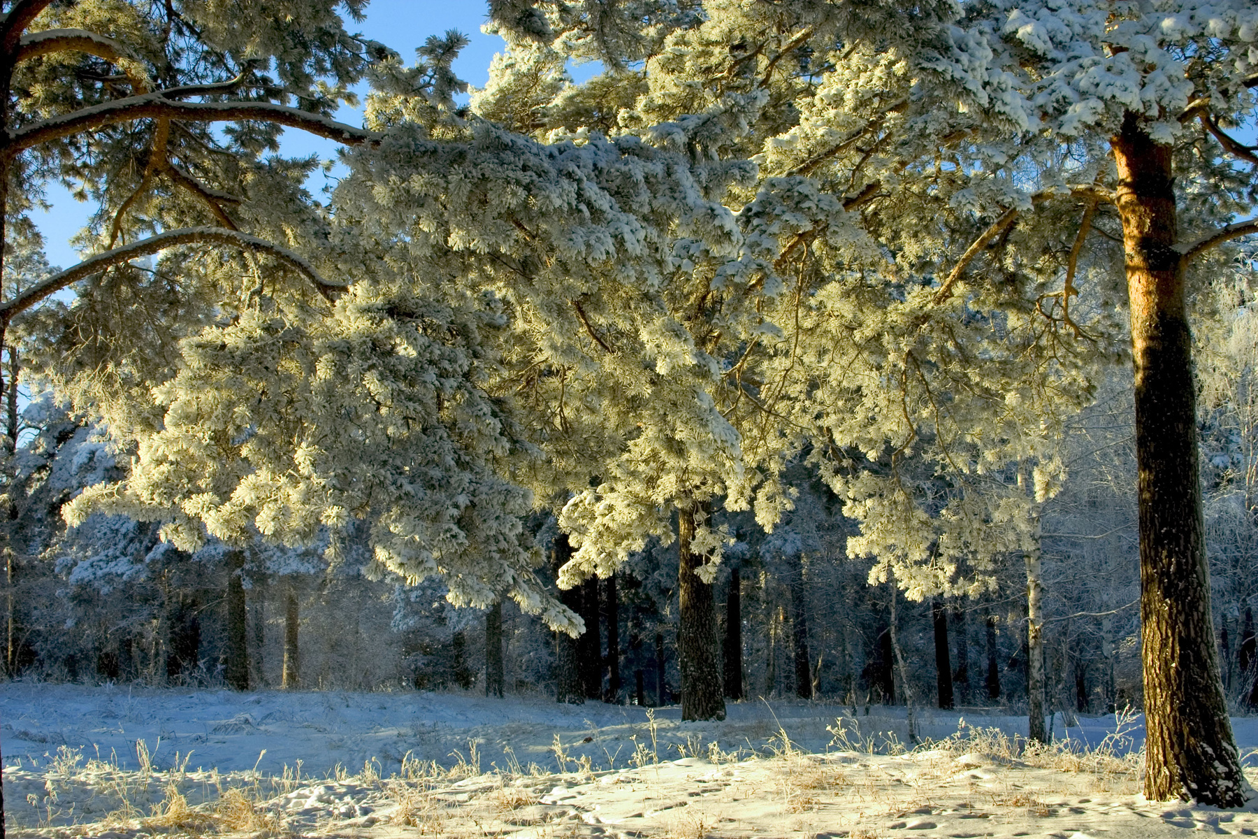Приморозило. Разное