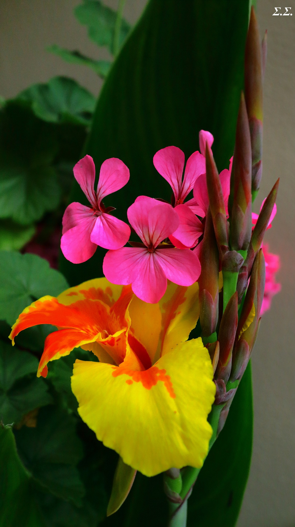 COLORFUL BANDLE 