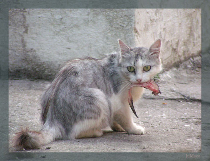 Добыча Кошка рыба