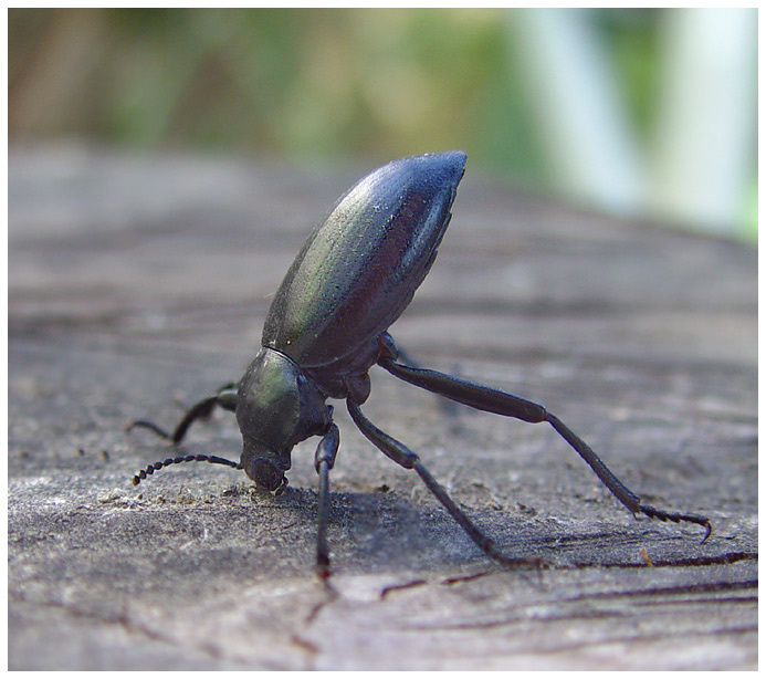 Страшно, аж жуть жук чернотелка darkling beetle