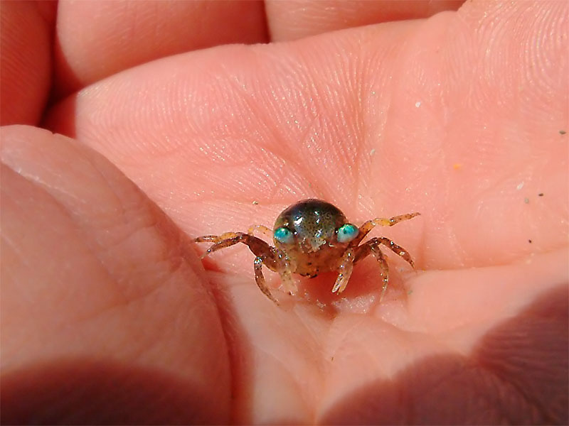 Взгляд краб, море