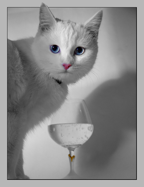 * кошка бокал
