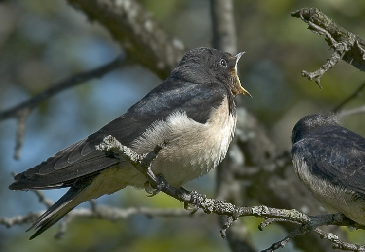 Деревенщина в Москве ласточка, касатка , Swallow, Hirundo rustica