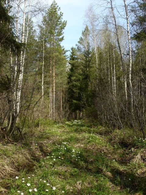 Пробуждение природы Лес