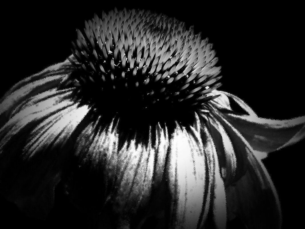 Echinacea Эхинацея цветок отцвел макро природа