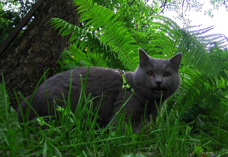 Король джунглей кот
