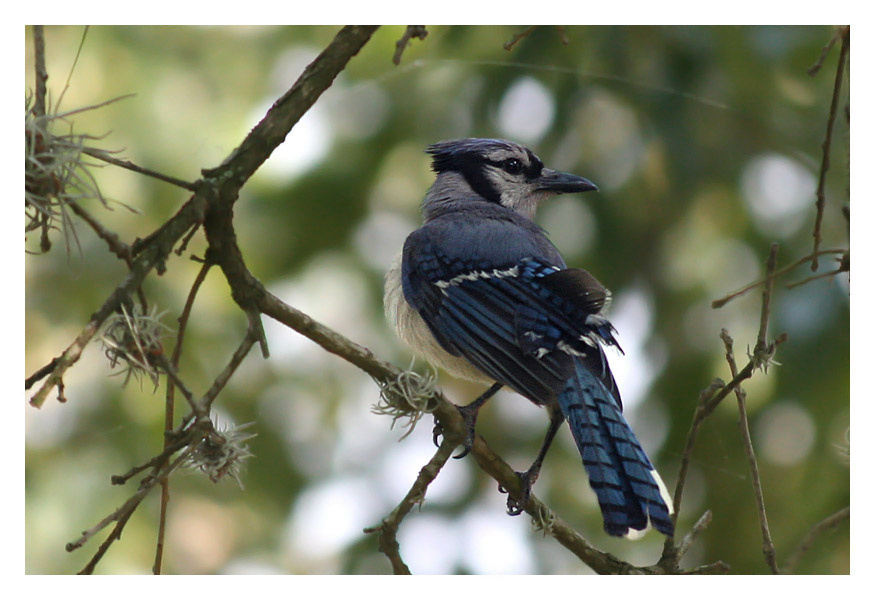 Голубая сойка птица, голубая сойка Техас blue jay Texas