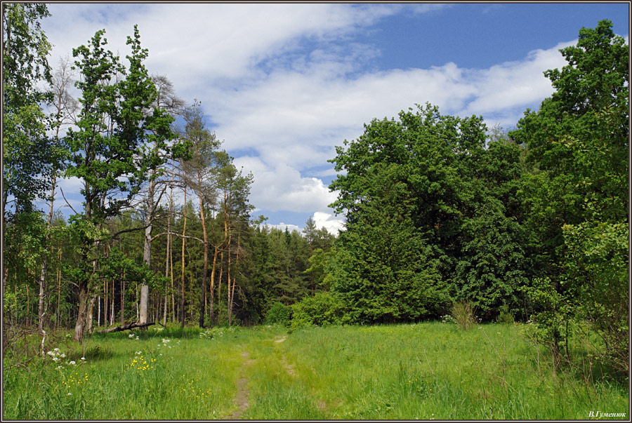Июнь лето, дорога, лес, трава