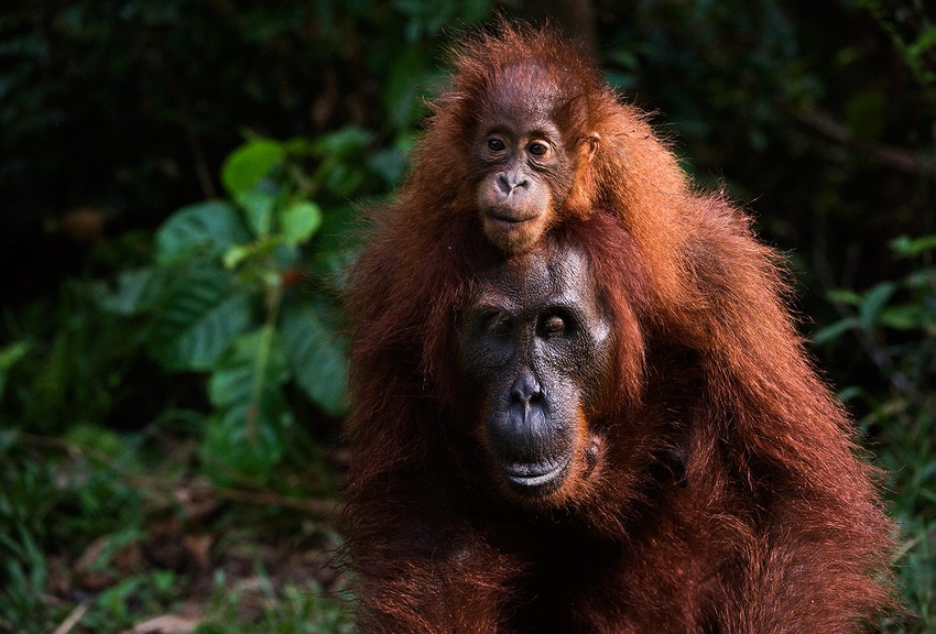 Материнская ноша. орангутан индонезия Pongo pygmaeus pygmaeus Indonesia orangutan ветки джунгли калимантан борнео