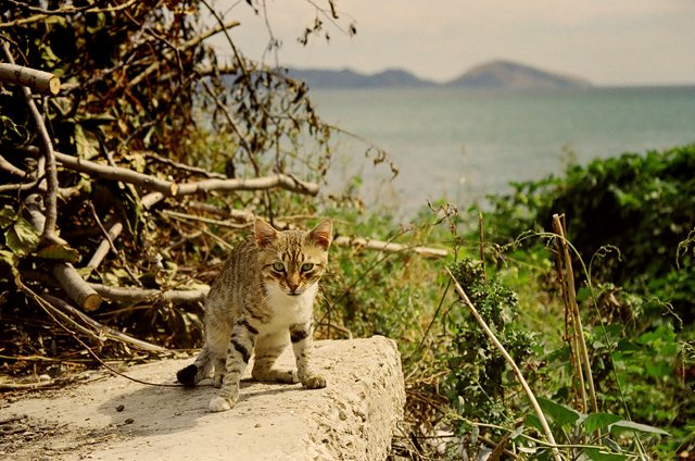 крымский кот горы море кот