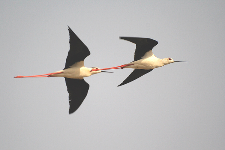 Кулик-ходулочник кулик ходулочник Himantopus himantopus stilt black-winged птицы