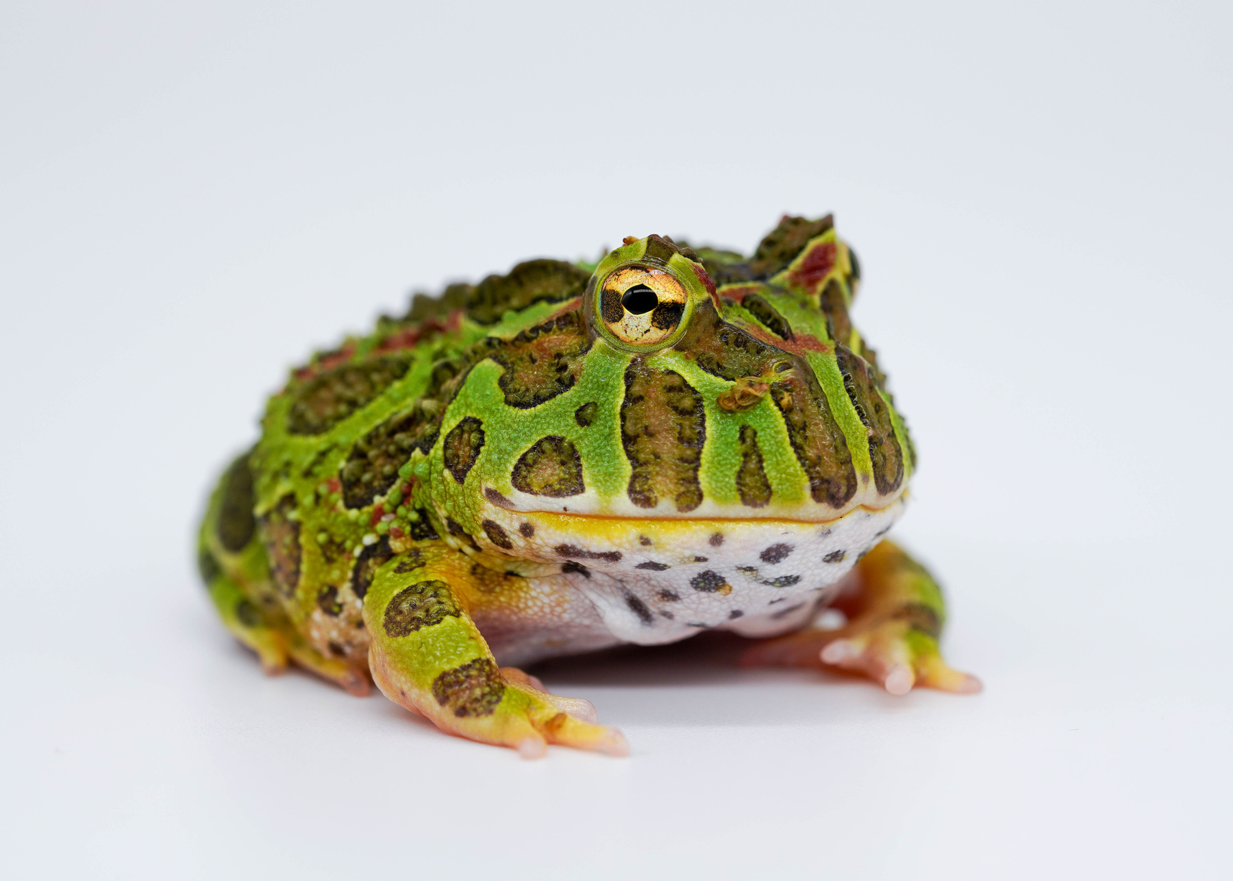 Ceratophrys cranwelli 