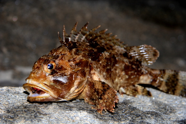 Scorpaena porсus Черное море, Rockfishing