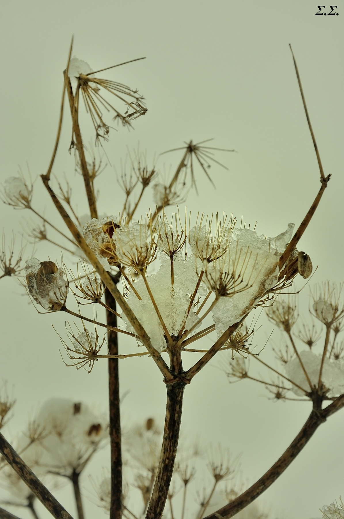 FROZEN WILD BUSH 