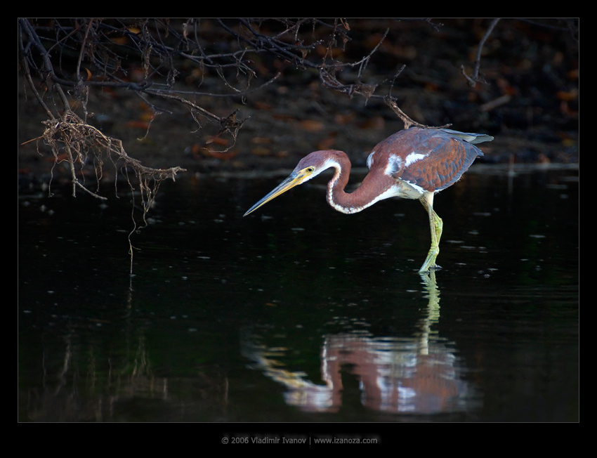 Чёрные воды трёхцветная цапля tricolored heron Virginia US