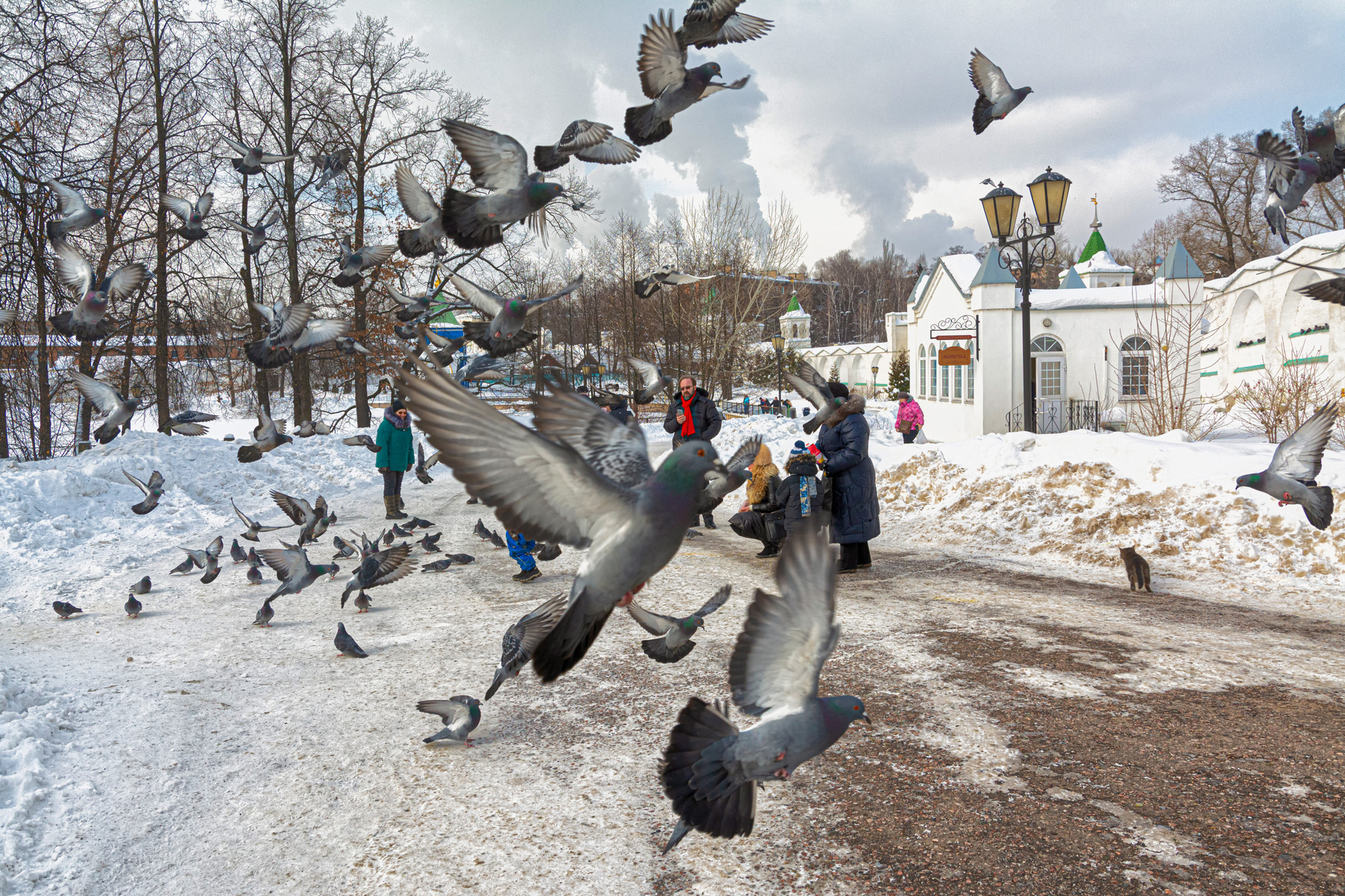 не всё коту масленица... зима Подмосковье жанр