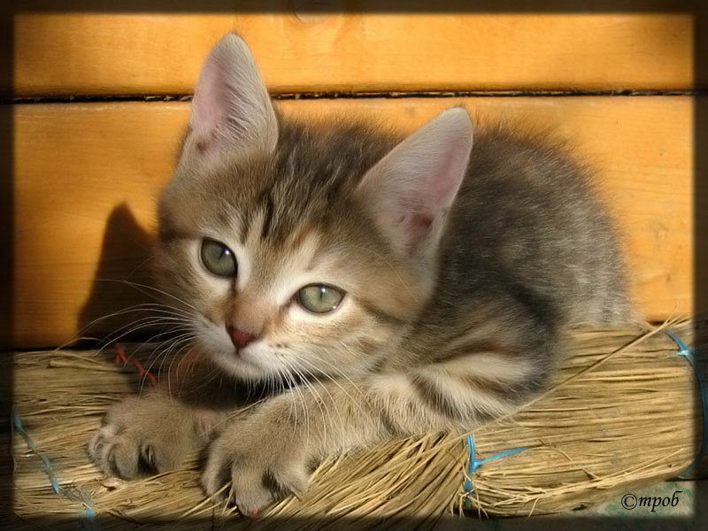 Солнечный Котёнок котёнок киска кошка солнце веник лето