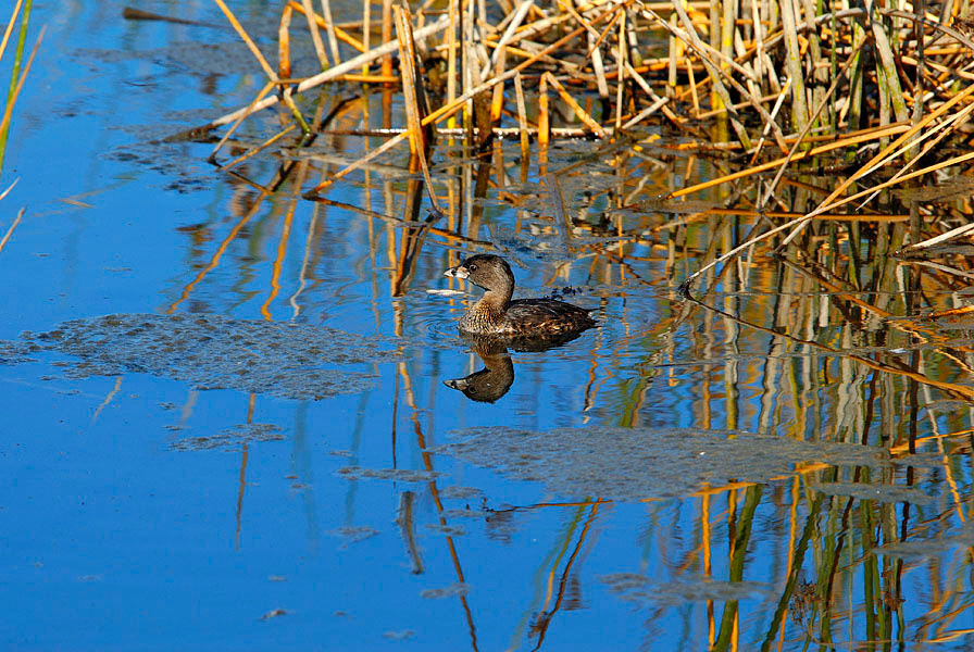 Дом, в котором я живу #2 Карликовая поганка, Podilymbus podiceps, Лагуна Малибу, Pied-billed Grebe, Malibu Lagoon, California