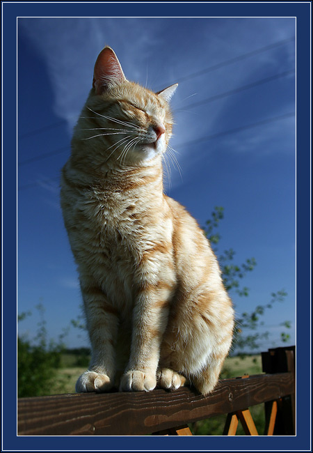Кот, просто кот рыжий кот