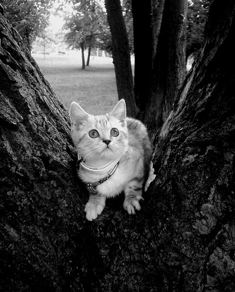 А мне бы диким стать... кот котенок дерево лес