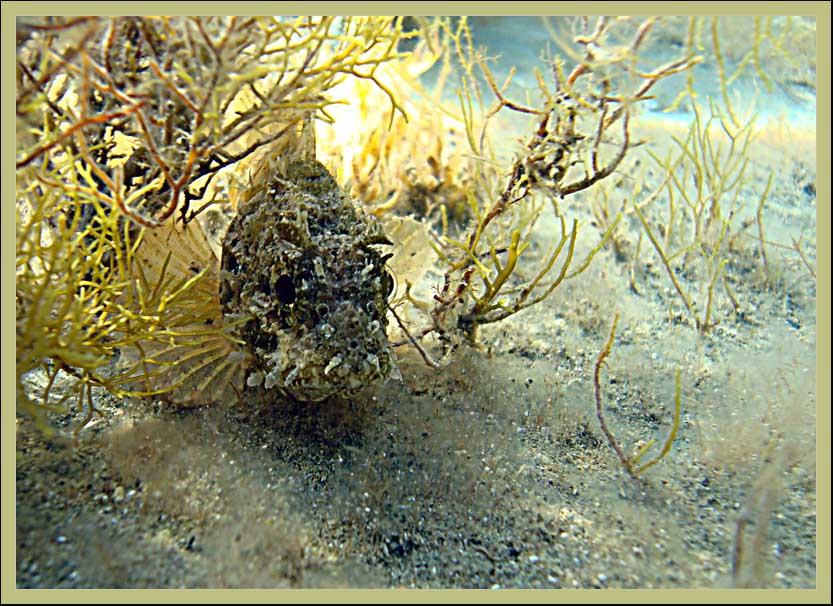 Мимикрия рыба море подводная