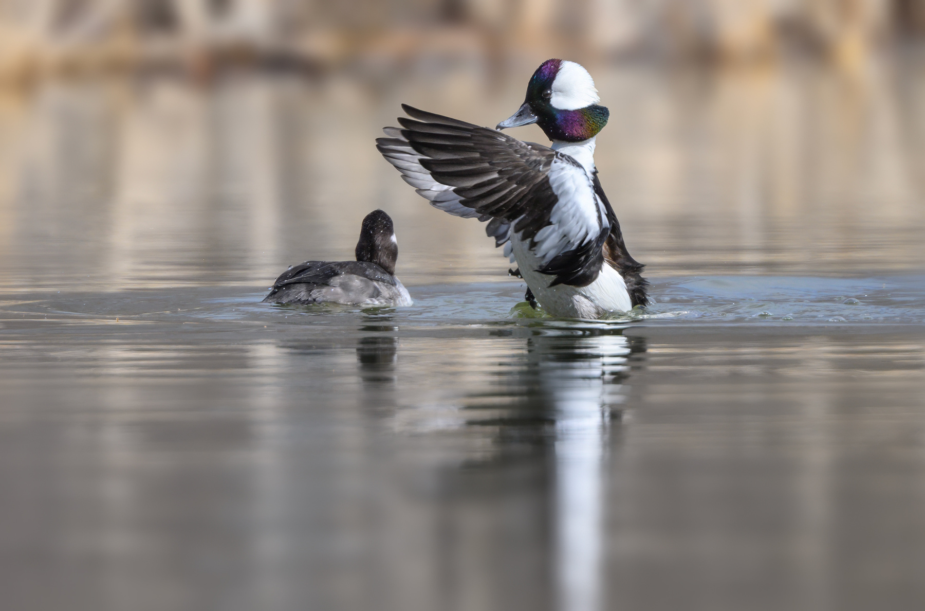 Bufflehead (m) 