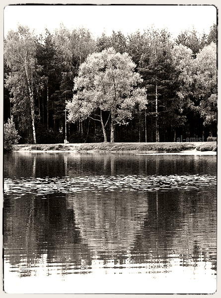 Mitad madera дерево, озеро, вода, отражение, рябь