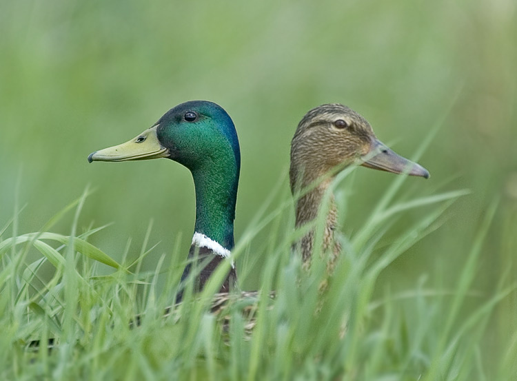 Впередсмотрящие Кряква, Mallard, Anas platyrhynchos