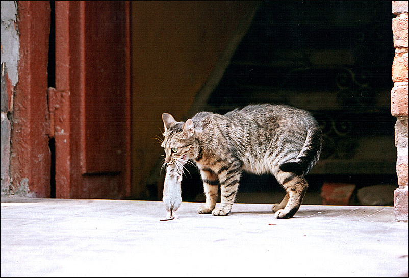 *** кот, поймал, крысу